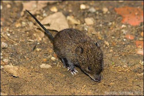 Giant Atlantic Tree Rat (Phyllomys thomasi) — Endangered Mammalia