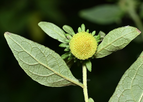 Carpesium cernuum L.