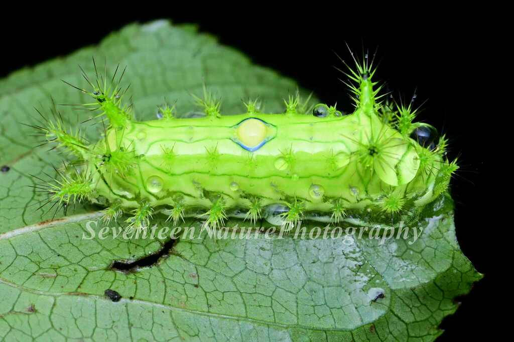 Limacodinae from 中国四川省眉山市洪雅县 on August 7, 2023 at 0950 PM by 石柒