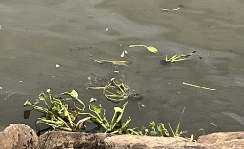 common water hyacinth (Eichhornia crassipes)