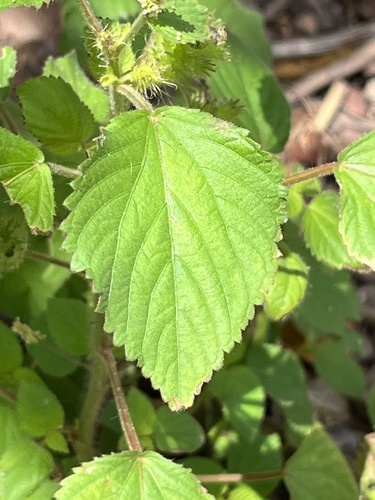 Acalypha havanensis (Acalypha havanensis)