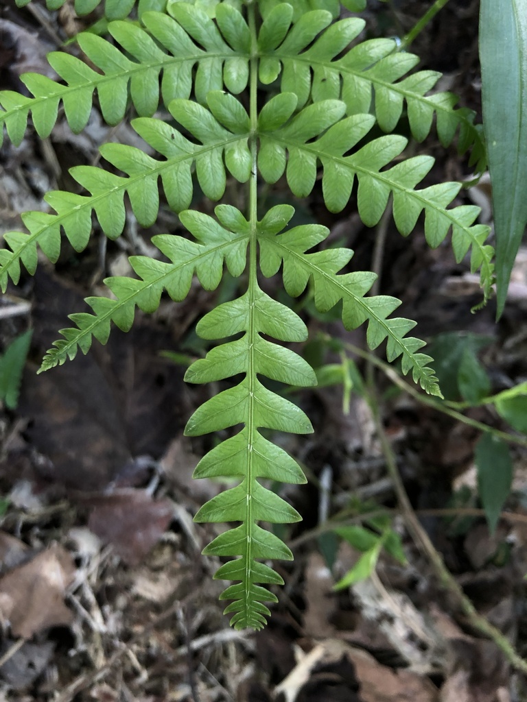 brackens from 臺灣島, 平溪區, NWT, TW on August 19, 2023 at 09:32 AM by ...