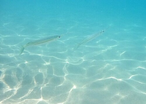 Pacific Silverstripe Halfbeak (Hyporhamphus naos)