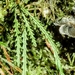 Toothed Snailfern - Photo (c) Marcos Silveira, all rights reserved, uploaded by Marcos Silveira