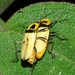 Chauliognathus opacipennis - Photo (c) Marcos Silveira, all rights reserved, uploaded by Marcos Silveira