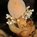 Balanophora fungosa - Photo (c) pneuch, todos los derechos reservados, subido por pneuch