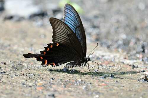 Alpine Black Swallowtail