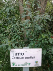 Image of Cestrum mutisii