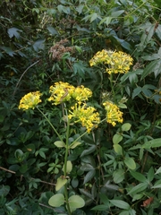 Kalanchoe grandiflora image