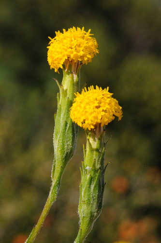 Podotheca gnaphalioides Graham
