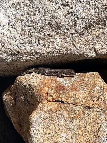 iNaturalist observation photo of Northern Alligator Lizard