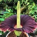 Titan Arum - Photo (c) peter_r, all rights reserved, uploaded by peter_r