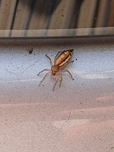 Lami Beach Northern Jumping Spider