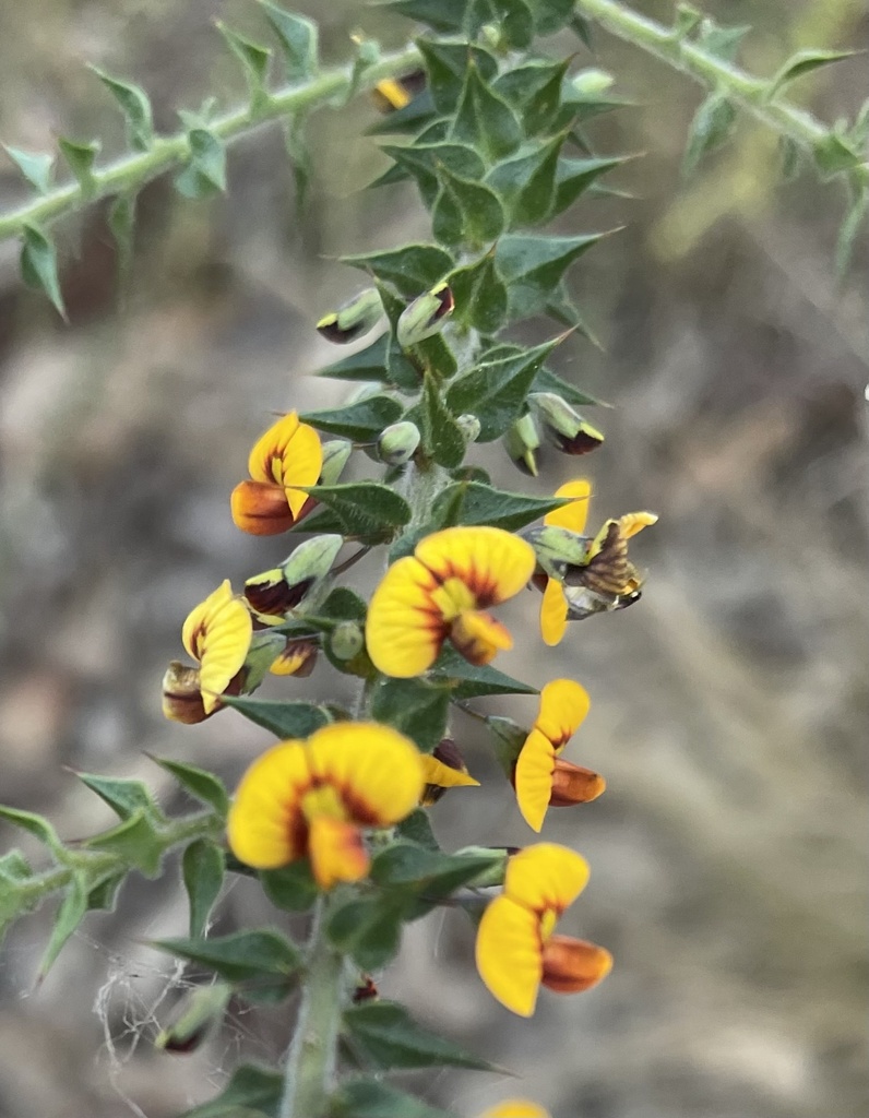 Daviesia villifera from Enoggera Reservoir, Enoggera Reservoir, QLD, AU ...