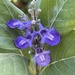 Vitex rotundifolia - Photo (c) rmillerwell, όλα τα δικαιώματα διατηρούνται