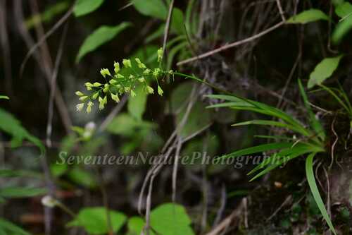 Tofieldia thibetica
