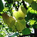 Manchurian Lime - Photo (c) snv2, all rights reserved, uploaded by snv2