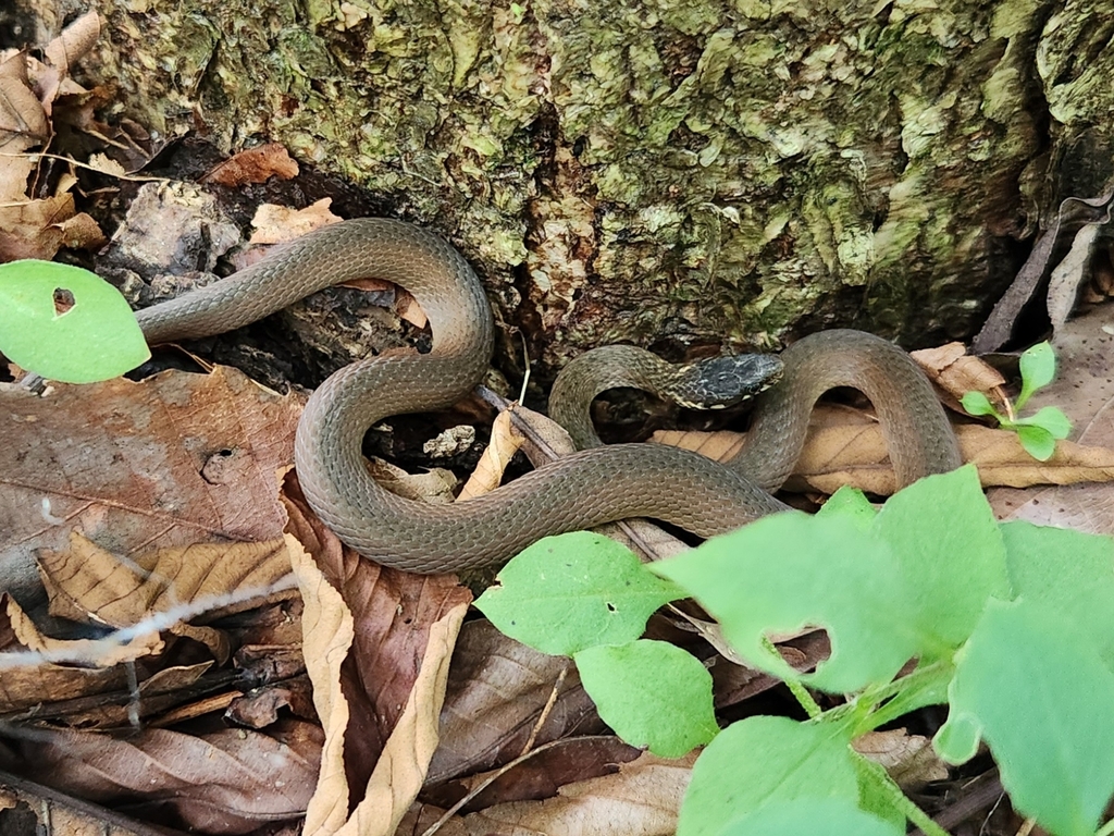 Japanese Keelback from 대한민국 경기도 포천시 on August 19, 2023 at 02:54 PM by ...