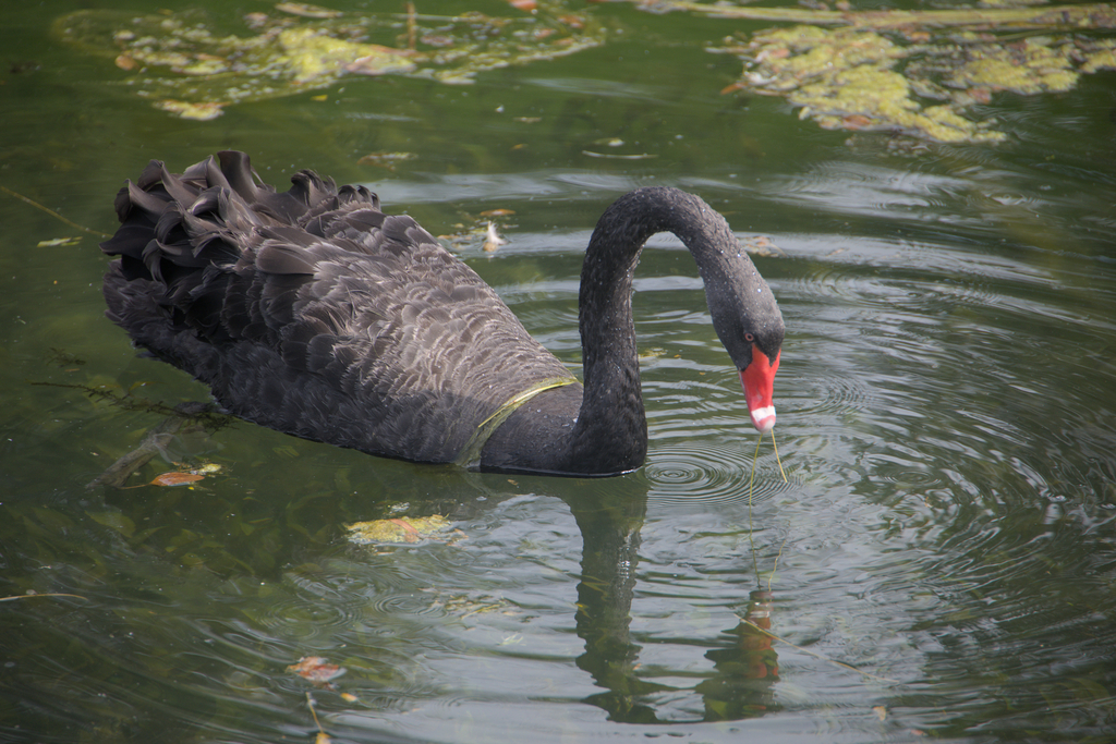 Black Swan from Luxembourg, Wallonie, Belgium on August 18, 2023 at 03: ...