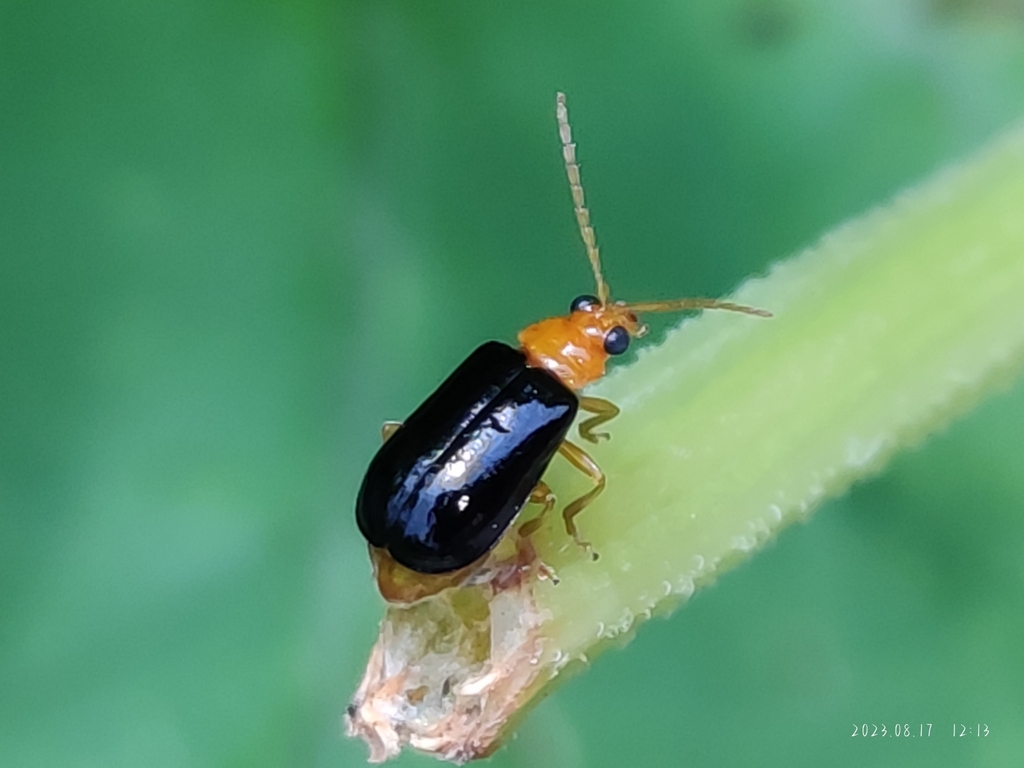 Aulacophora lewisii in August 2023 by 九天 · iNaturalist