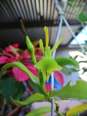 Image of Epidendrum vulgoamparoanum