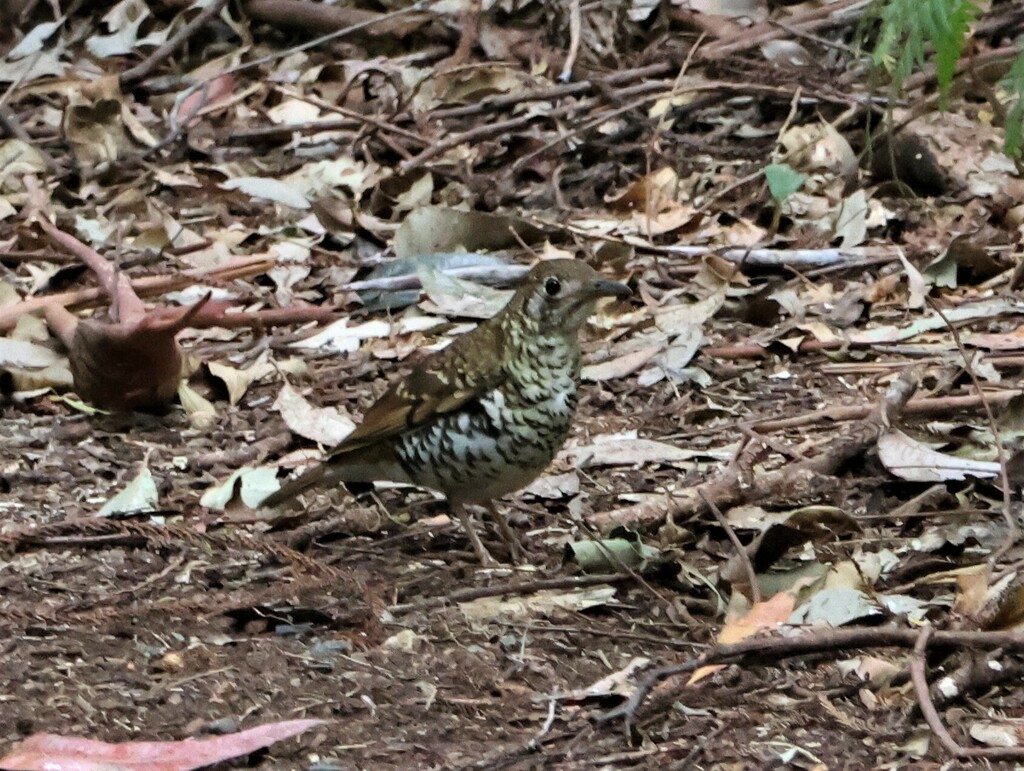 Russet-tailed Thrush from Springbrook QLD 4213, Australia on August 17 ...