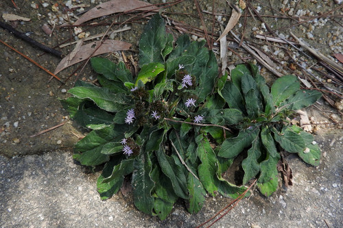 Elephantopus scaber L.