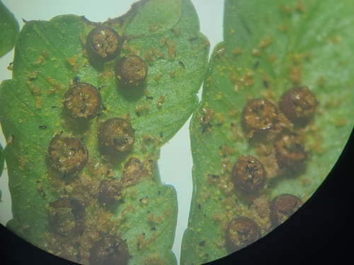 Alsophila minor