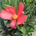 Camellia azalea - Photo (c) ritafoo, όλα τα δικαιώματα διατηρούνται, uploaded by ritafoo