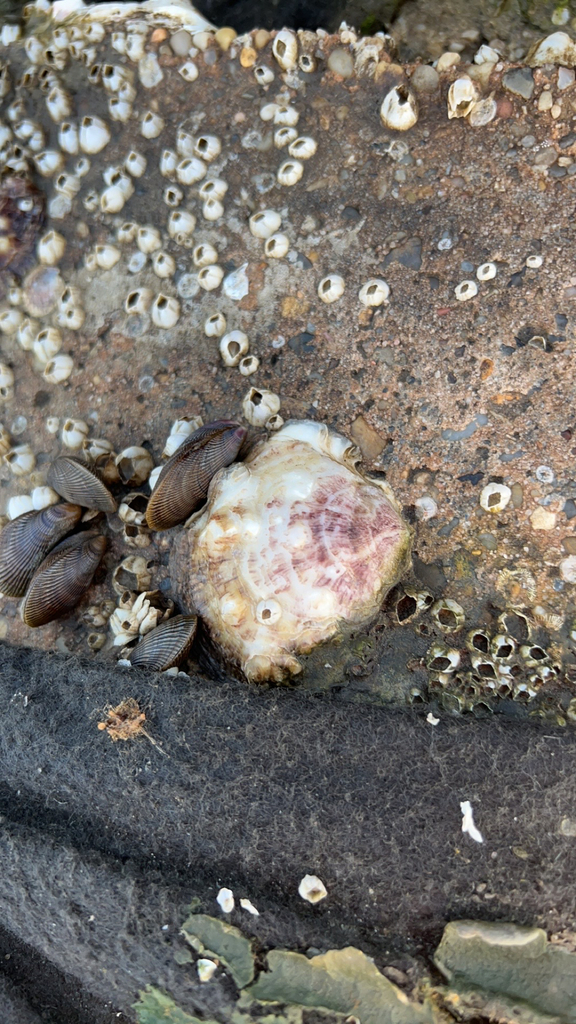 Eastern Oyster from Gulfport on August 19, 2023 at 0654 AM by ebb34