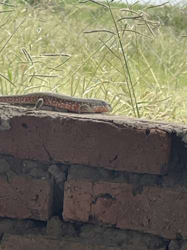 Fire-sided Skink