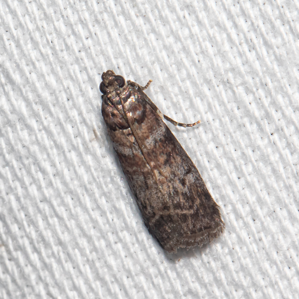 Sweetgum Leafroller Moth from Anne Arundel County, MD, USA on August 2 ...