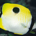 Teardrop Butterflyfish - Photo (c) Tim Cameron, all rights reserved, uploaded by Tim Cameron