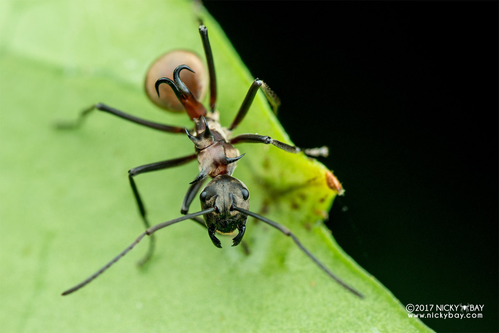 Bihamata-group Fishhook Ants from Unnamed Rd,, Lahad Datu, Sabah