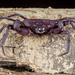 Arachnothelphusa - Photo (c) Nicky Bay, todos os direitos reservados, uploaded by Nicky Bay