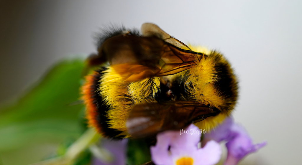 Fiery-tailed Bumble Bee from 中国四川省眉山市洪雅县 on August 7, 2023 at 10:23 PM ...