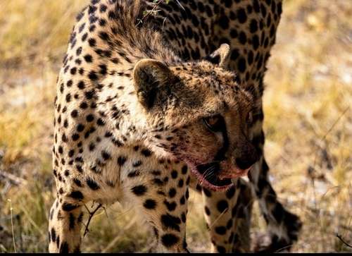 Southern and Eastern African Cheetah