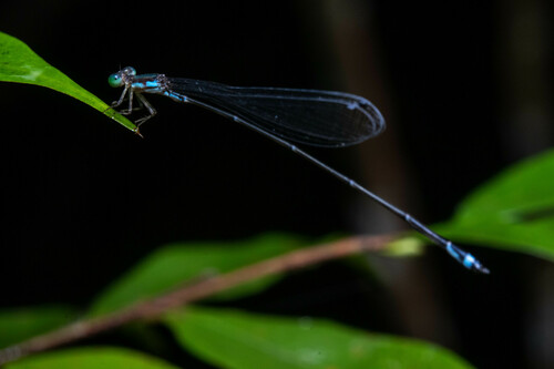 Phasmoneura exigua