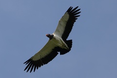 Sarcoramphus papa image