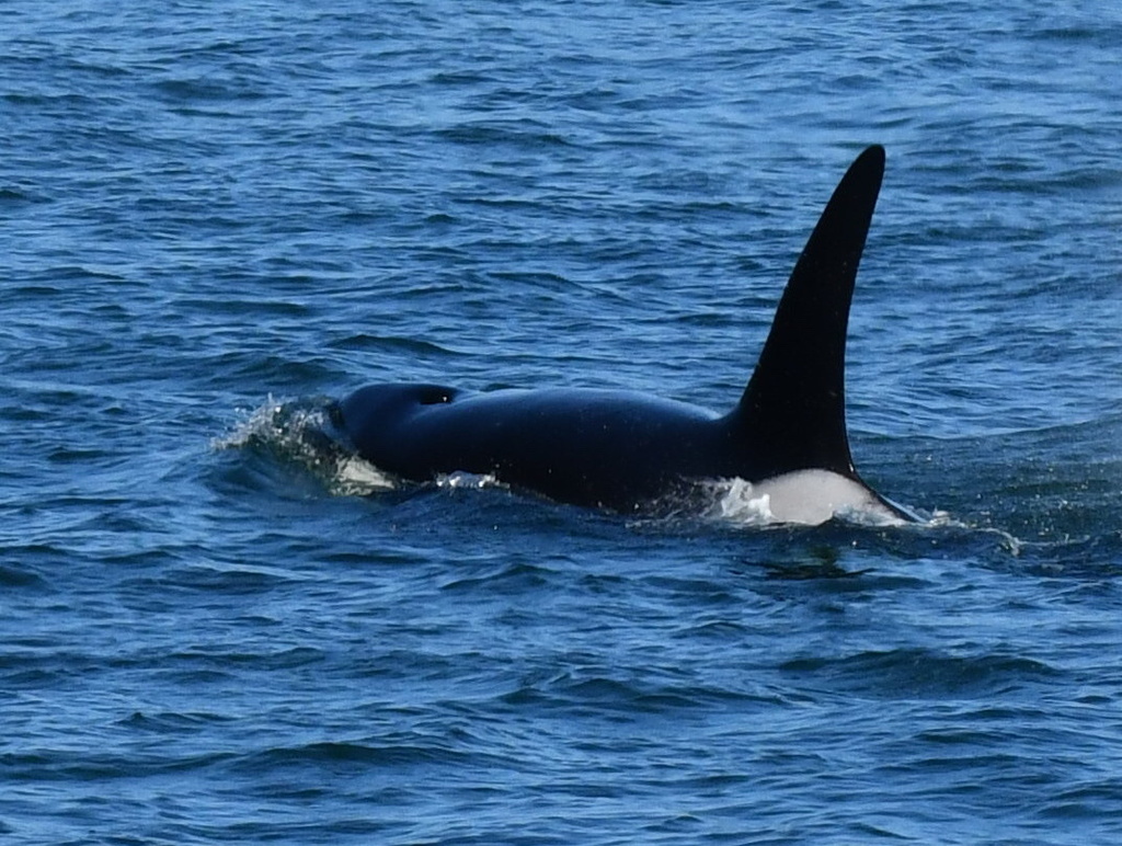 Orca in August 2023 by Brandy Ritchie. I believe that this was two Bigg ...