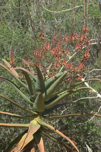 Aloe divaricata