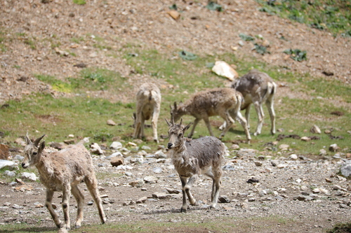 Bharal