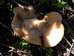 Clitocybe brunneocephala image
