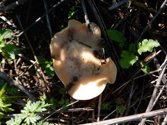 Clitocybe brunneocephala image