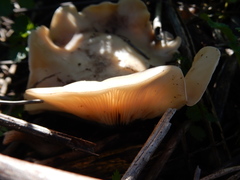 Clitocybe brunneocephala image