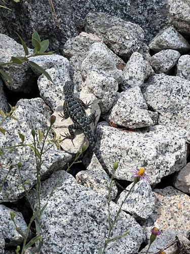 iNaturalist observation photo of Western Fence Lizard