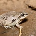Illinois Chorus Frog - Photo (c) Kyran Leeker, all rights reserved, uploaded by Kyran Leeker