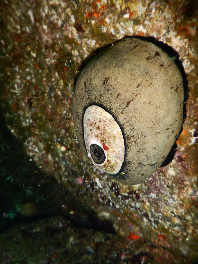 Giant Keyhole Limpet from Goldfish Bowl, Anacapa Island, CA, USA on