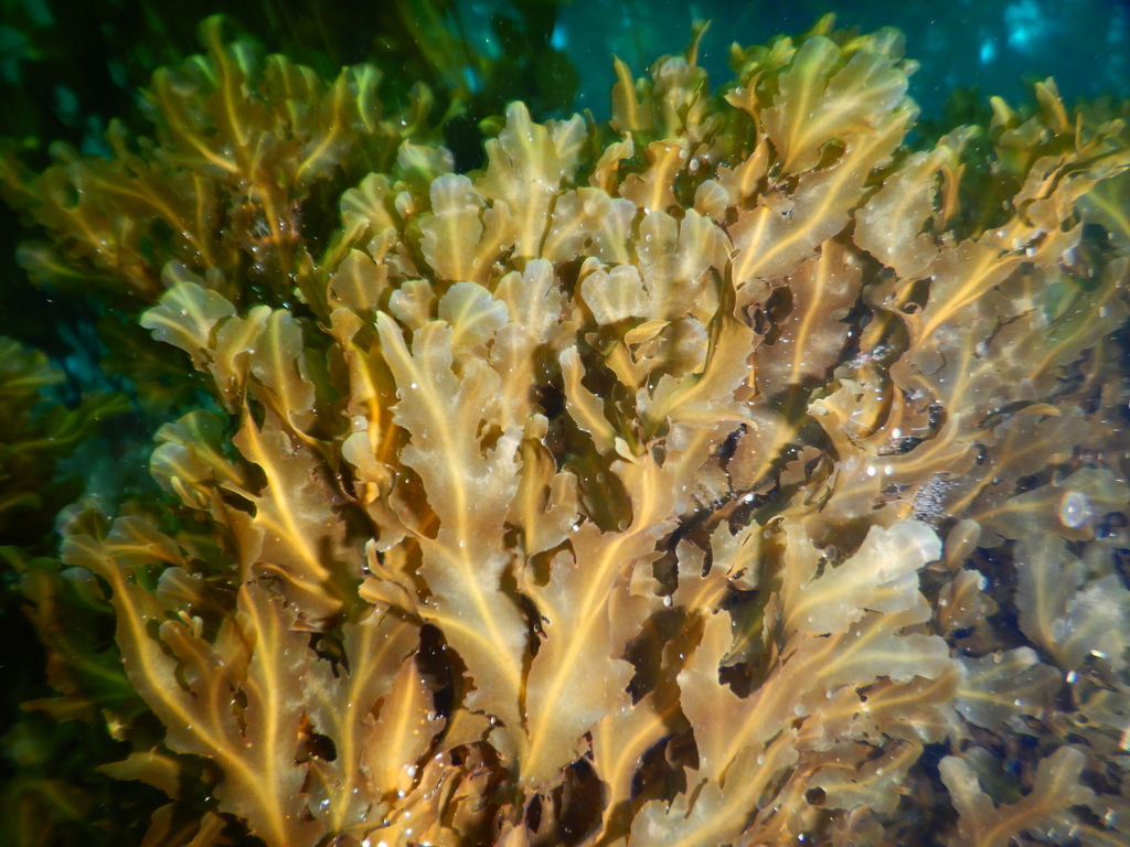 Dictyopteris undulata from Goldfish Bowl, Anacapa Island, CA, USA on ...