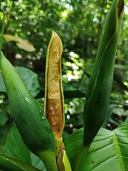 Philodendron popenoei image